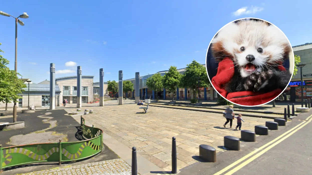 Labour Bans Fireworks in Edinburgh over Red Panda Deaths