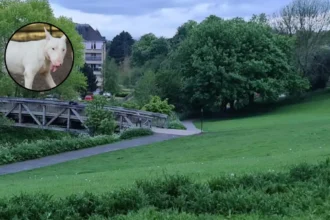 Miniature Bull Terrier Dead in St Mark's Park Edinburgh 2026