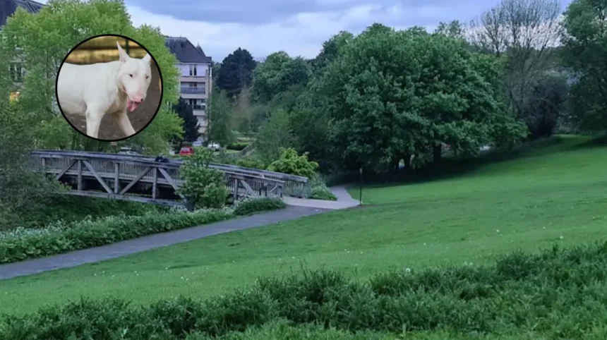 Miniature Bull Terrier Dead in St Mark's Park Edinburgh 2026