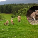 Win Edinburgh Zoo Keys in Exclusive Summer Prize Draw