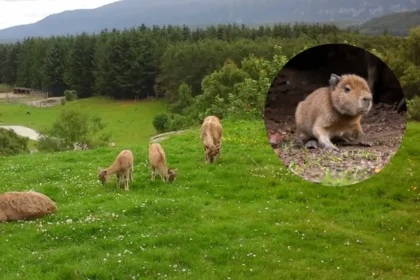 Win Edinburgh Zoo Keys in Exclusive Summer Prize Draw